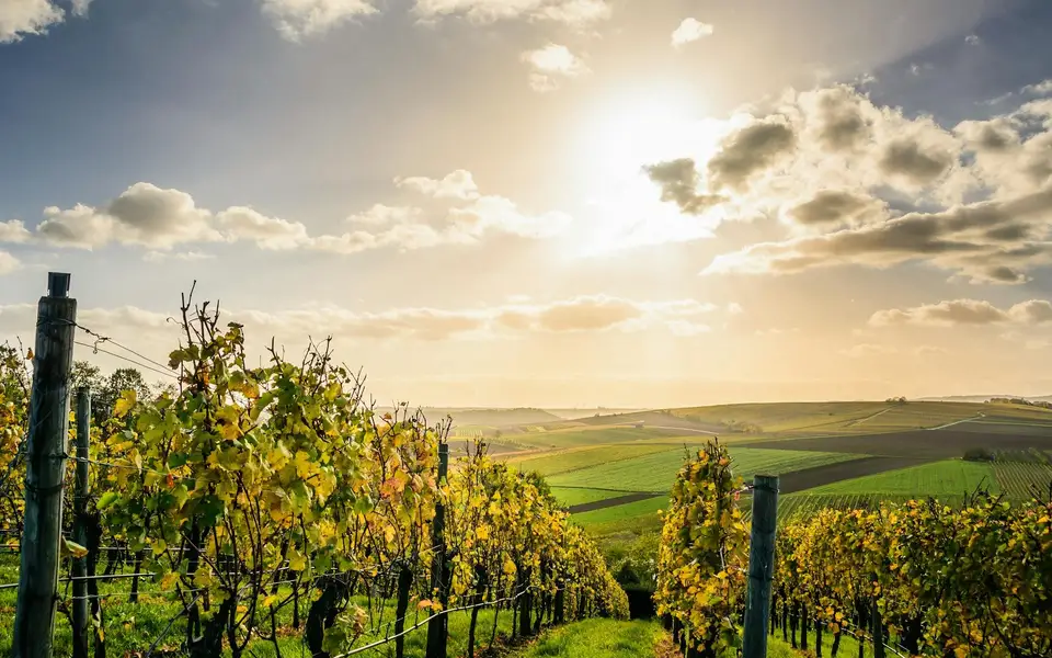 Wine Getaway to Cognac