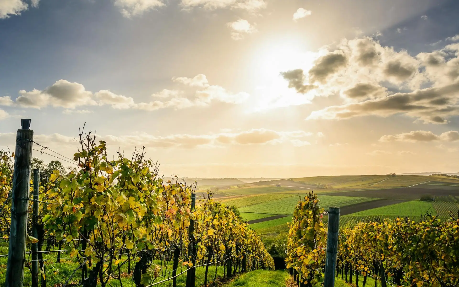 Wine Getaway to Cognac