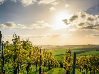 Wine Getaway to Cognac