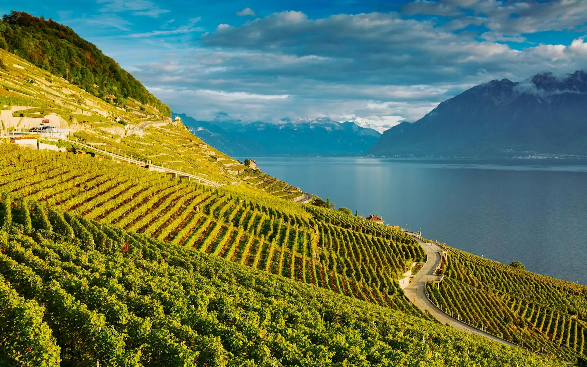 Lavaux