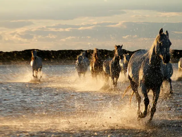 Cheval