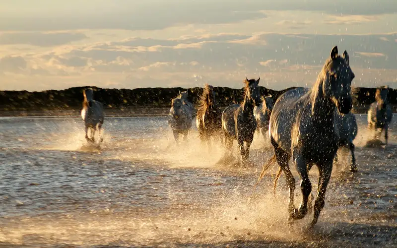 Cheval
